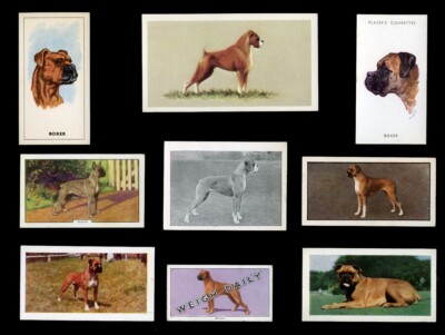 BOXER DEUTSCHER HUND VINTAGE HANDEL & ZIGARETTENKARTEN - X 9 alle Originale