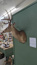 Whitetail Deer Real Antler Deer Taxidermy Mount