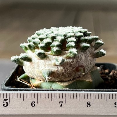 A20-4313 Cactus kotschoubeyanus RS134, junction to Hipolito, Coah (grafted)
