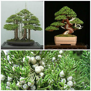 10 graines de Juniperus Chinensis Juniper chinois graines bonsaï F