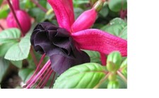 2   X  FUCHSIA DOUBLE PLUG PLANTS  CHOICE OF VARIETIES   PRE ORDER