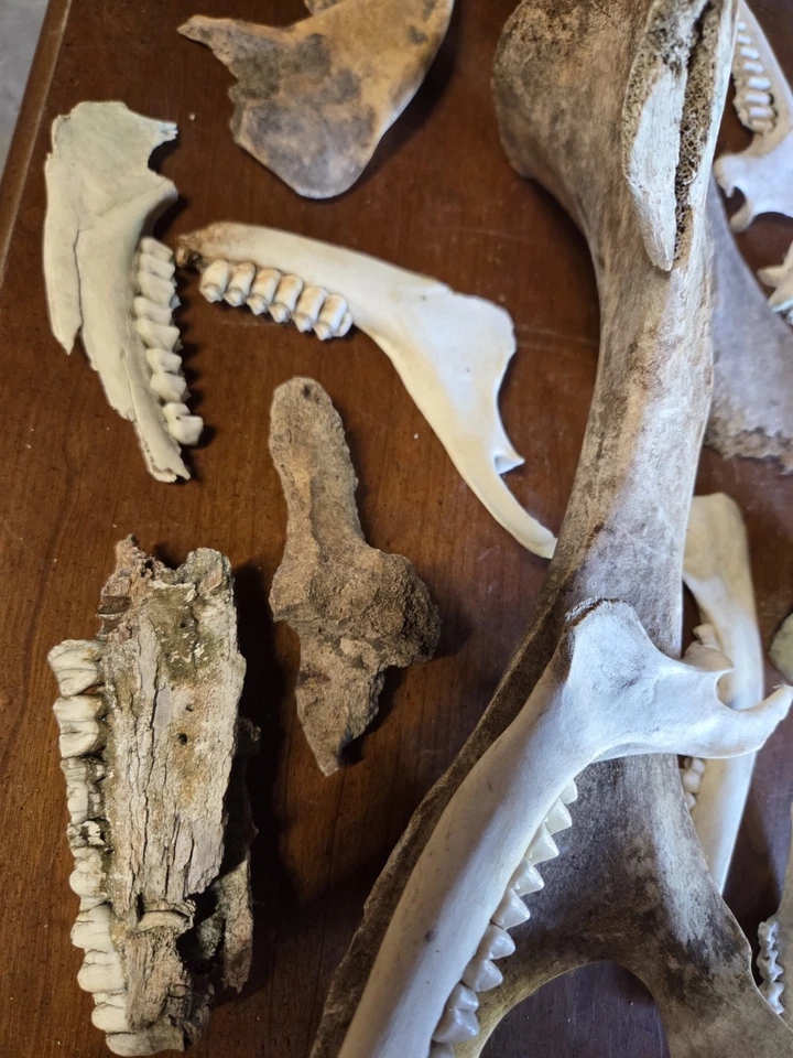 Grande Lote de Fósseis de Animais Reais Veados Bovinos Pacote Mistério Colecionador de Ossos Mandíbula Assustadora - Imagem 4 de 4