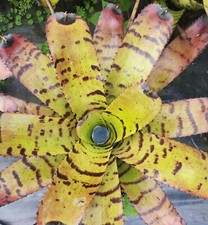 Bromeliad Stokas Tiger RARE