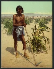 Photo:Man with the hoe,Hopi cornfield,Moki,Southwest,c1902