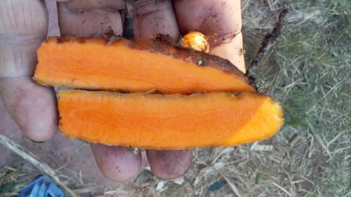 medicinal ORANGE TURMERIC x 6 rhizomes Organically Homegrown - Picture 2 of 7
