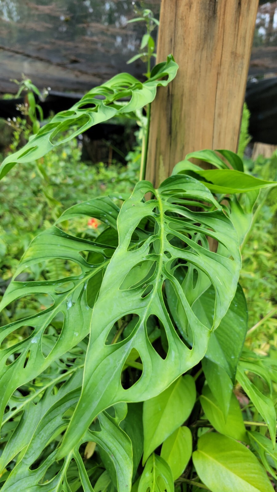 MONSTERA SWISS CHEESE PLANT1 CUTTING 2 to 3 BIG LEAVES AS PICTURES