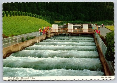 Vtg Postcard Fish Ladder Bonneville Dam Photo by Mac Miller USA Unposted