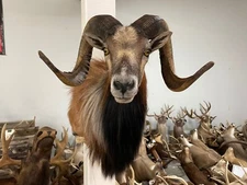 Very Cool - Beautiful - Moulfon Cross SHEEP with  Big Horns - Great - Taxidermy