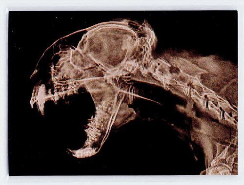 Bobcat #XR-8 2024 Topps Allen & Ginter X-Ray’d card