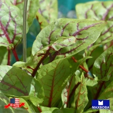 500 Red Veined Sorrel Herb Seeds Non-GMO Heirloom
