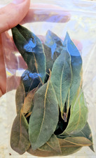 4oz Whole Dried Bay Leaves - Laurus Nobilis - 20  Leaves - Organic Bay Laurel