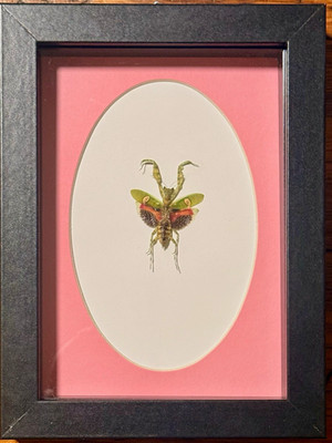 Jeweled Flower Mantis (Creobroter gemmatus) Vietnam , Real Framed Insect