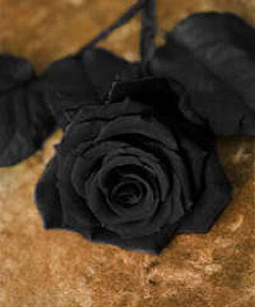 5 BLACK ROSE Rosa Bush Shrub Perennial Flower Seeds *Flat S/H | eBay