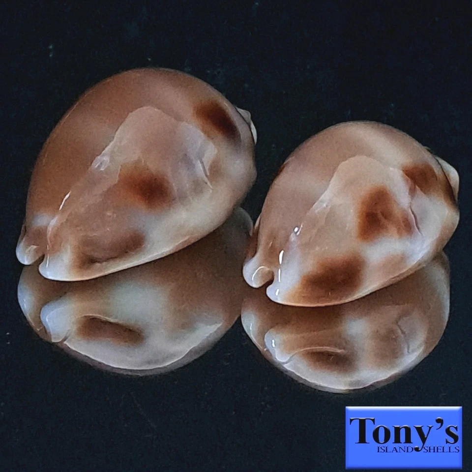 Cypraea tessellata, ¡DOS ULTRA TESSIES! HERMOSAS BELLEZAS 32,4 y 28,0 mm Hawaii Foto 3 de 4