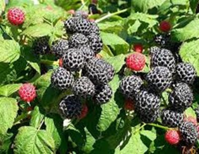 12+ Cuttings Organic Black Raspberry - please read full description | eBay