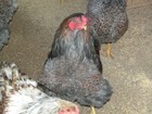 18 BLUE LACE RED WYANDOTTE FERTILE HATCHING EGGS — photo 4