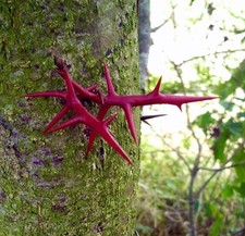 Gleditsia triacanthos 50-80cm | Honey locust | Thorny locust -