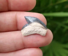 0.90" Tiger Shark G. Cuvier Fossil Tooth Bone Valley Florida