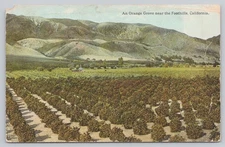 An Orange Grove near the Foothills in California, Vintage Postcard