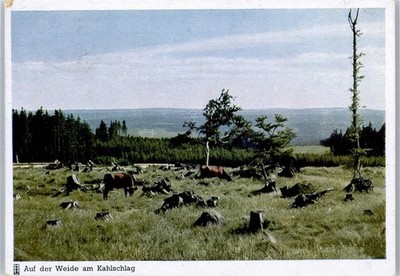 51029680 - Willow Clearcut AKU1 Cow