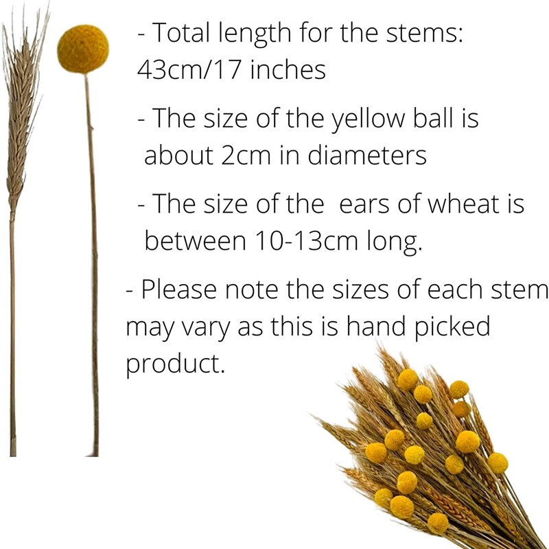 300 Stück Getrocknete Weizenähren - Natürliche Deko Für Herbst & Hochzeit