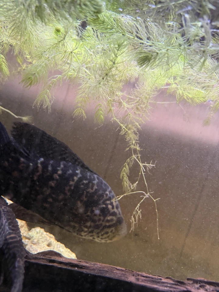 10 Inch Male Jagaur Cichlid wild TEXT FOT BEST PRICE !  - Image 3 of 4