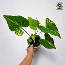 Anthurium Clarinervium Variegated Beauty Real Photo