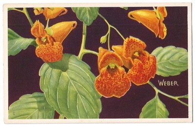 Spotted Touch-Me-Not, flower c1950 National Wildlife Federation, Artist Weber
