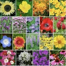 250 The Bees Knees Seeds - Pollinator Wildflower Seed Mix Pollinators Non-GMO US