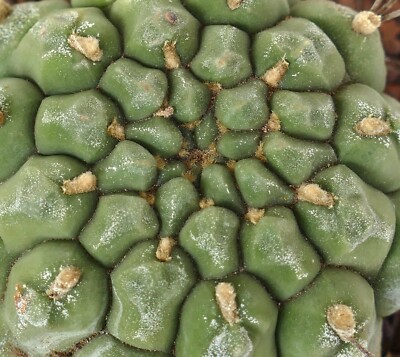 Gymnocalycium saglionis from NUDUM (BOTANICAL ARCHIVE) ex private AA1