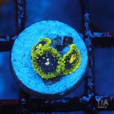 Exosphere Zoanthids - NOT WYSIWG | Live Softies Coral | Aquacultured