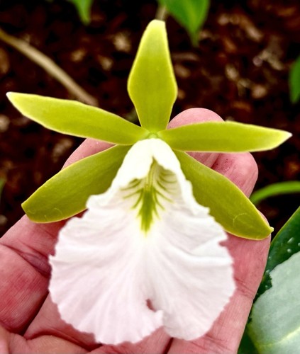 Encyclia mariae Select Top Clone NUOVO Orchidea Orchidea Epidendro - Foto 4 di 6