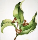 1755, P. MILLER ANTIQUE ORIGINAL WATERCOLOURS ENG. LARGE FOLIO SUPERB ANNONA UGJ