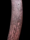 Very Fine Fluted Aboriginal Crescent Shaped Boomerang - Central Aust Early 1900s