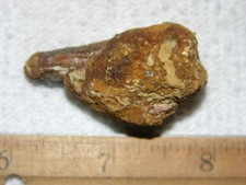 Dinosaur fossil tooth Spinosaurus Cretaceous Era bigger 2 inch long D90