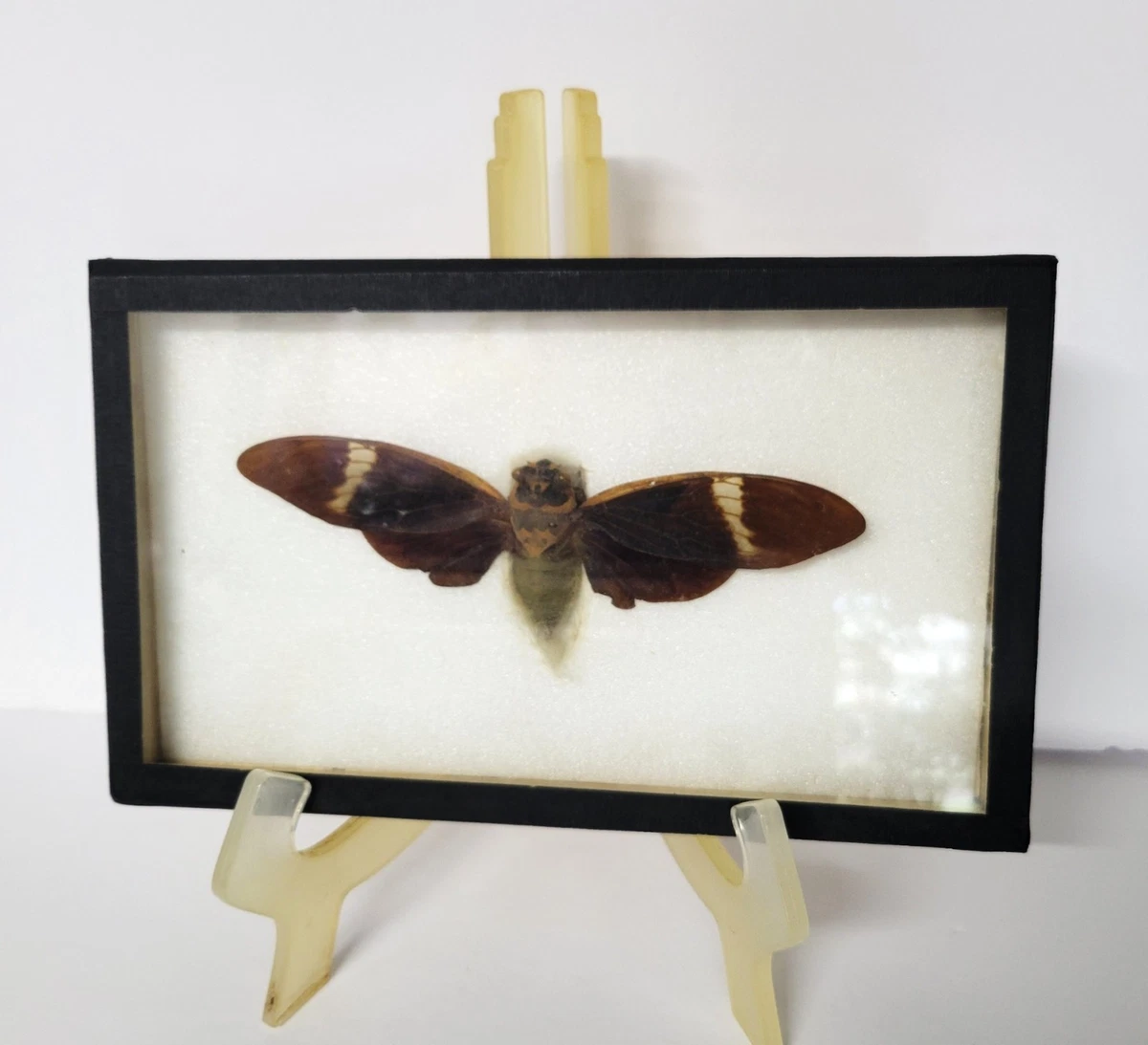 复古蝴蝶标本剥制术| eBay