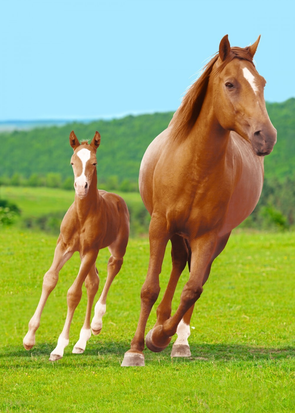 Horse and Foal Print Fleece Polar Blanket 100 x 140 cm - Sofa Throw