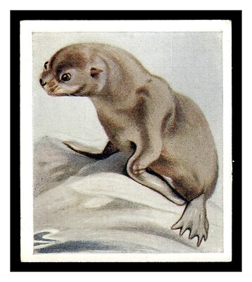 NORTHERN FUR SEAL #6 GODFREY PHILLIPS ANIMAL STUDIES 1936 TOBACCO CARD GREAT!
