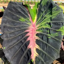 Colocasia Bulb Starlight New Hybrid Tuber (Includes All Import Duties And Taxes)
