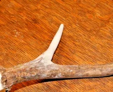 ALL-GAME Antler Repair Restoration - FIX BROKEN & MISSING POINTS TINES  - SMALL
