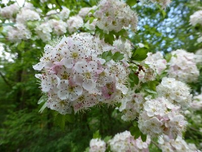 Foto A3 Weißdornblüte Lobthorpe Die Fülle mit der Bäume blühen um 2017
