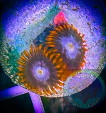 SAF~ “WYSIWYG” Fire And Ice Zoanthid Coral Frag, Palythoa, Paly, Zoa