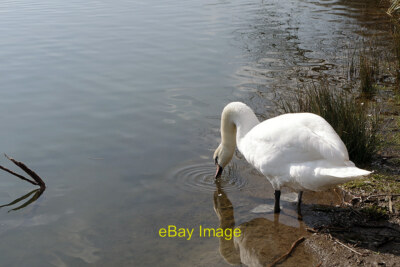 Photo 12x8 Springtime in the cemetery February brings a spectacular carpet c2021