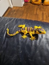 Gecko Lizard Dragon Toy Reptile Animal Figure Yellow Brown Green Eyes- 7 Inches