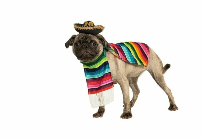 small mexican dog