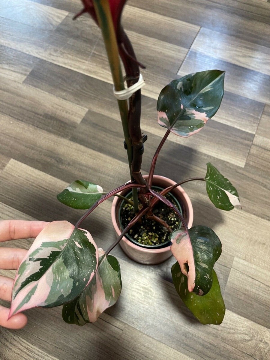 pink princess philodendron rare plants | eBay