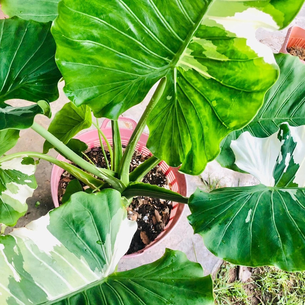 saatgut verschenken Samenttchen Gartenkresse