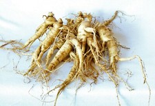 Ginseng Rootlets, Grow Your Own Wild Ginseng Seed from Root Stock  3 Roots 