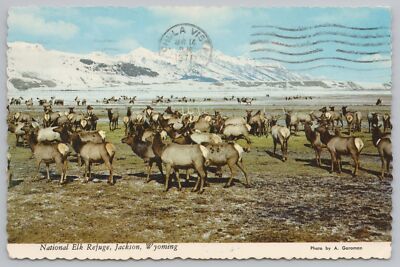 Nat'l Elk Refuge Jackson WY~Snow Capped Mtns Bkgd~PM 1971~Continental Postcard