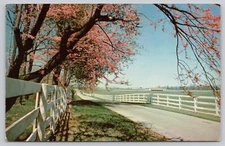Lexington Kentucky Springtime Horse Farm White Fence Barn Chrome Postcard Unpost